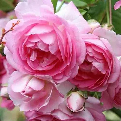 Саженцы роз ЖАСМИНА плетистая  Саженцы роз ЖАСМИНА плетистая в Волжском