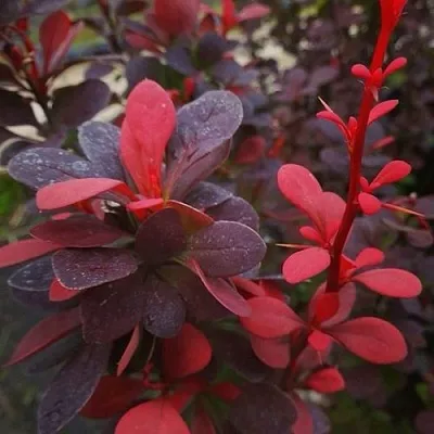 Барбарис РЕД ПИЛЛАР тунберга  Барбарис РЕД ПИЛЛАР тунберга в Волжском