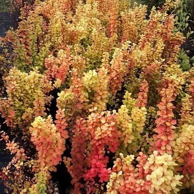 Барбарис САММЕР САНСЕТ тунберга  Барбарис САММЕР САНСЕТ тунберга в Волжском