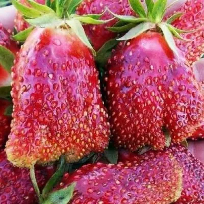 Клубника КУПЧИХА — описание сорта Клубника КУПЧИХА в Волжском