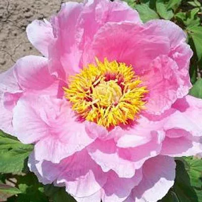 Пион МАРАМАЦУ-ЗАКУРА древовидный  Пион МАРАМАЦУ-ЗАКУРА древовидный в Волжском