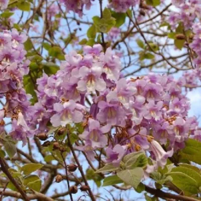 Павлония ПАО ТОГН Z07 — описание сорта Павлония ПАО ТОГН Z07 в Волжском