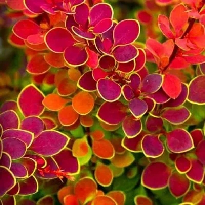 Барбарис ОРАНЖ САНРАЙЗ тунберга  Барбарис ОРАНЖ САНРАЙЗ тунберга в Волжском