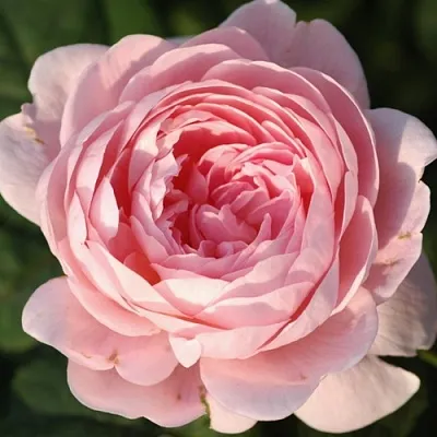 Саженцы роз КУИН ОФ СУИДЕН английская  Саженцы роз КУИН ОФ СУИДЕН английская в Волжском