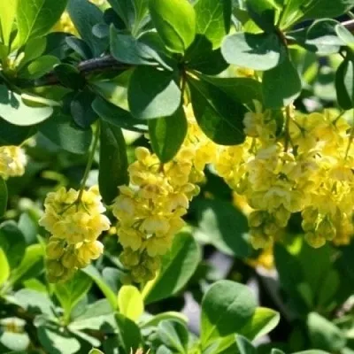 Барбарис ИНДИАН САММЕР   Барбарис ИНДИАН САММЕР  в Волжском