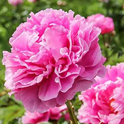 Пион АЛЕКСАНДР ФЛЕМИНГ травянистый  Пион АЛЕКСАНДР ФЛЕМИНГ травянистый в Волжском