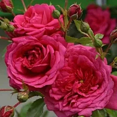 Саженцы роз ЛАГУНА плетистая  Саженцы роз ЛАГУНА плетистая в Волжском