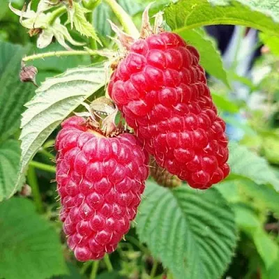 Малина ПШЕХИБА  Малина ПШЕХИБА в Волжском