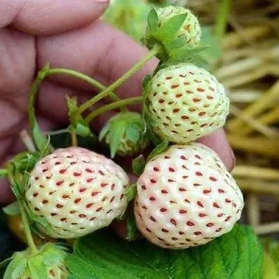 Клубника АНАНАСА ремонтантная — описание сорта Клубника АНАНАСА ремонтантная в Волжском