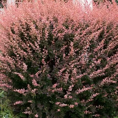 Барбарис РОУЗ ГЛОУ тунберга  Барбарис РОУЗ ГЛОУ тунберга в Волжском