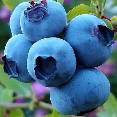 Голубика в Волжском