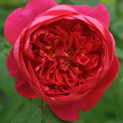 Саженцы роз БЕНДЖАМИН БРИТТЕН шраб  Саженцы роз БЕНДЖАМИН БРИТТЕН шраб в Волжском