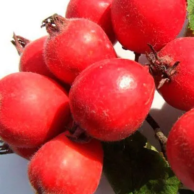 Боярышник в Волжском