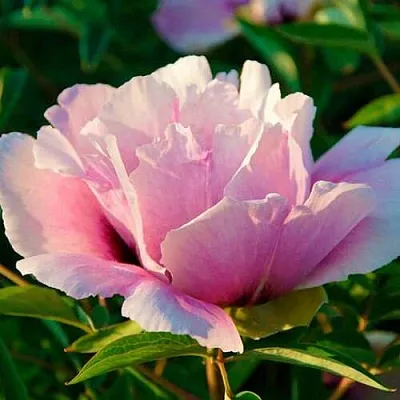 Пион ВРАТА ХРАМА древовидный   Пион ВРАТА ХРАМА древовидный  в Волжском