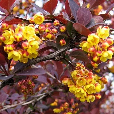 Барбарис СУПЕРБА оттавский   Барбарис СУПЕРБА оттавский  в Волжском