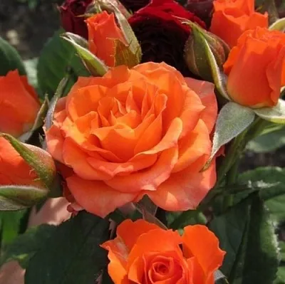 Саженцы роз АЛЕГРИЯ спрей  Саженцы роз АЛЕГРИЯ спрей в Волжском