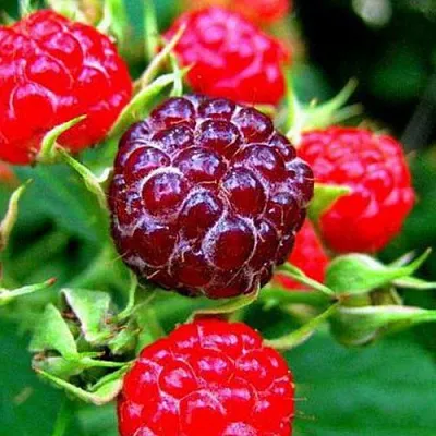 Княженика в Волжском