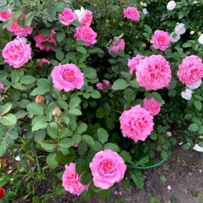 Саженцы роз ЭШЛИ чайно-гибридная — описание сорта Саженцы роз ЭШЛИ чайно-гибридная в Волжском