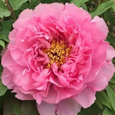 Пион РОЗОВЫЙ ЛОТОС древовидный  Пион РОЗОВЫЙ ЛОТОС древовидный в Волжском