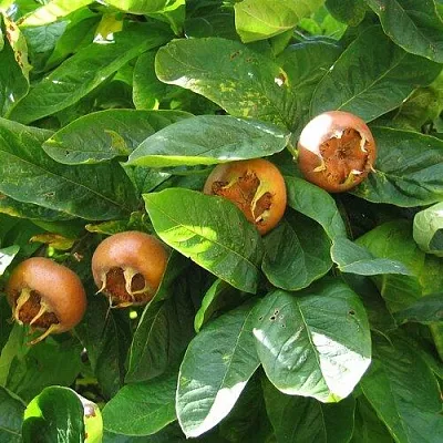 Экзотические растения в Волжском