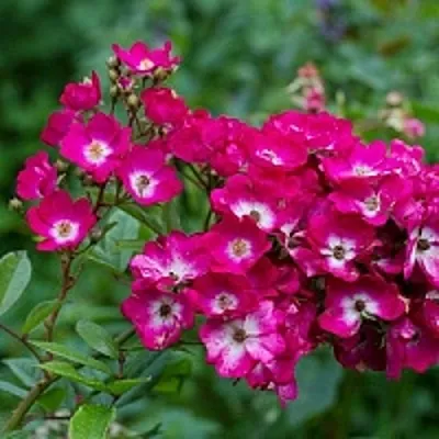 Саженцы роз МАРДЖОРИ ФЕЙР полиантовая  Саженцы роз МАРДЖОРИ ФЕЙР полиантовая в Волжском