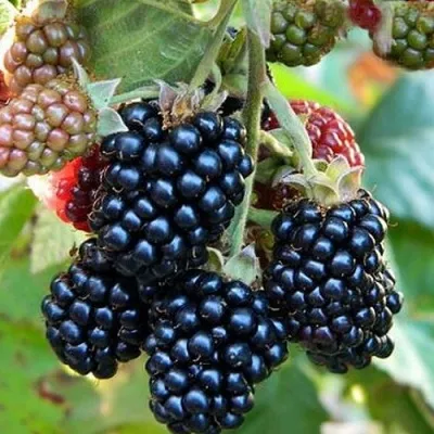 Ежевика ОУАЧИТА бесшипная — описание сорта Ежевика ОУАЧИТА бесшипная в Волжском