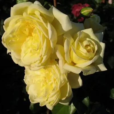 Саженцы роз КАЗИНО плетистая  Саженцы роз КАЗИНО плетистая в Волжском