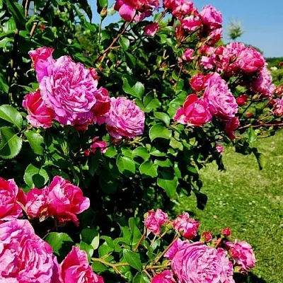 Саженцы роз ИНЕС САСТР плетистая  Саженцы роз ИНЕС САСТР плетистая в Волжском