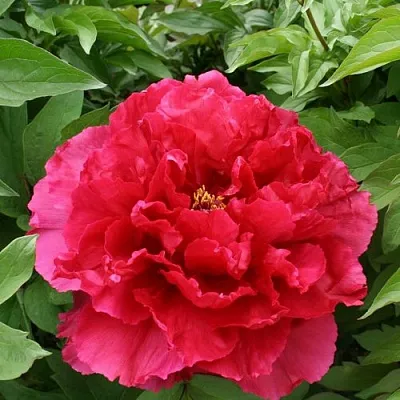 Пион АРОМАТНОЕ ВОСПОМИНАНИЕ древовидный  Пион АРОМАТНОЕ ВОСПОМИНАНИЕ древовидный в Волжском