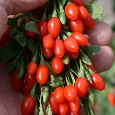 Годжи КОРЕАН БИГ — описание сорта Годжи КОРЕАН БИГ в Волжском