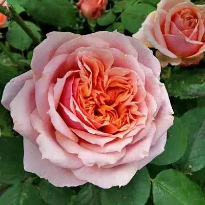 Саженцы роз ПОЛЬ БОКЮЗ шраб  Саженцы роз ПОЛЬ БОКЮЗ шраб в Волжском