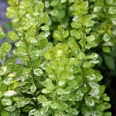 Барбарис ПАУ ВАУ тунберга  Барбарис ПАУ ВАУ тунберга в Волжском