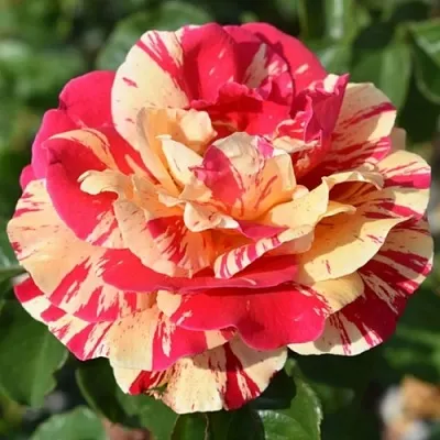 Саженцы роз ВАНИЛЛА ФРАЙЗ плетистая  Саженцы роз ВАНИЛЛА ФРАЙЗ плетистая в Волжском