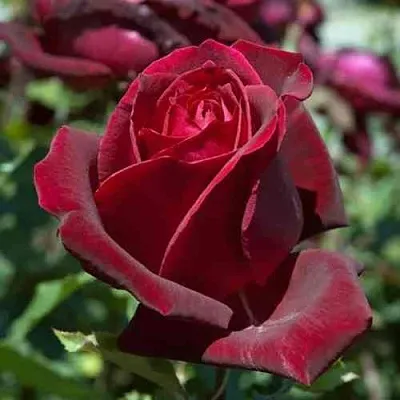 Саженцы роз ПАПА МЕЙЯН чайно-гибридная в Волжском