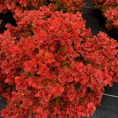 Барбарис РЕД ХОТ ЧИЛИ тунберга  Барбарис РЕД ХОТ ЧИЛИ тунберга в Волжском