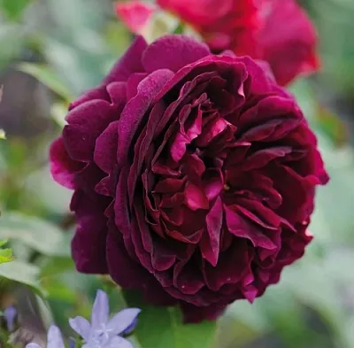 Саженцы роз МАНСТЕД ВУД английская  Саженцы роз МАНСТЕД ВУД английская в Волжском