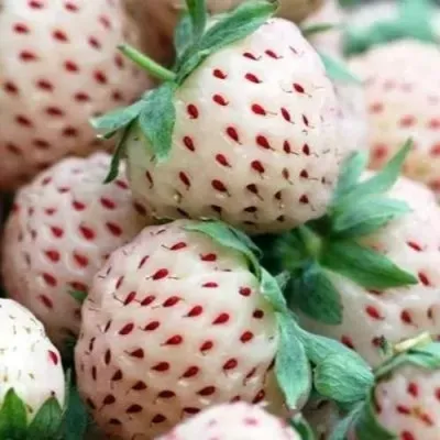 Клубника АНАНАСА ремонтантная — описание сорта Клубника АНАНАСА ремонтантная в Волжском