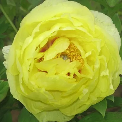 Пион ЗОЛОТО ПОДНЕБЕСНОЙ древовидный  Пион ЗОЛОТО ПОДНЕБЕСНОЙ древовидный в Волжском