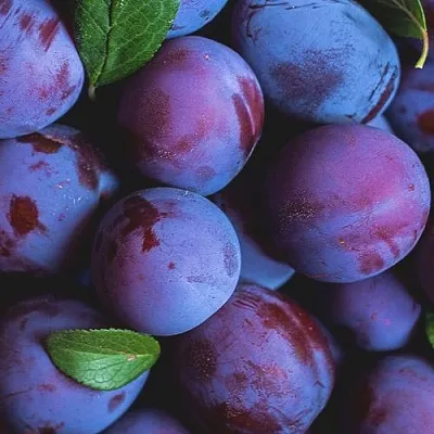 Слива в Волжском