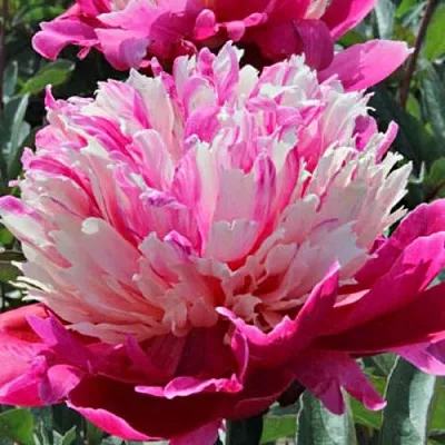 Пион ДЕЙДРИМ травянистый  Пион ДЕЙДРИМ травянистый в Волжском