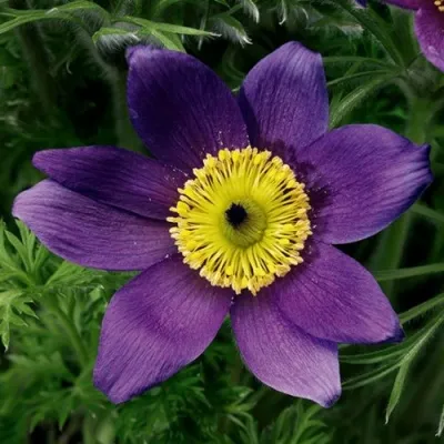 Прострел ПИНВИЛ БЛЮ ШЕЙДЕС в Волжском