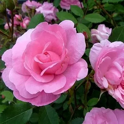 Саженцы роз ДЖОН ДЭВИС плетистая  Саженцы роз ДЖОН ДЭВИС плетистая в Волжском