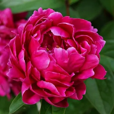 Пион ЛУИ ВАН-ГУТТ травянистый  Пион ЛУИ ВАН-ГУТТ травянистый в Волжском