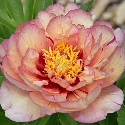 Пион КЭЛЛИС МЕМОРИ ито-гибрид  Пион КЭЛЛИС МЕМОРИ ито-гибрид в Волжском