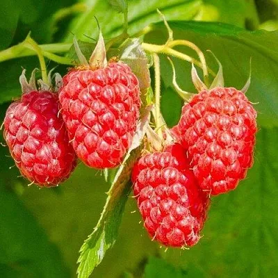 Малина ИЗОБИЛЬНАЯ  Малина ИЗОБИЛЬНАЯ в Волжском