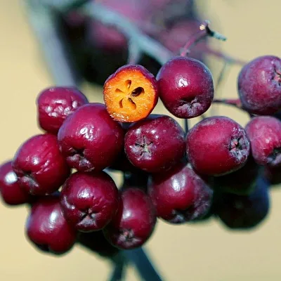 Рябина сладкоплодная в Волжском