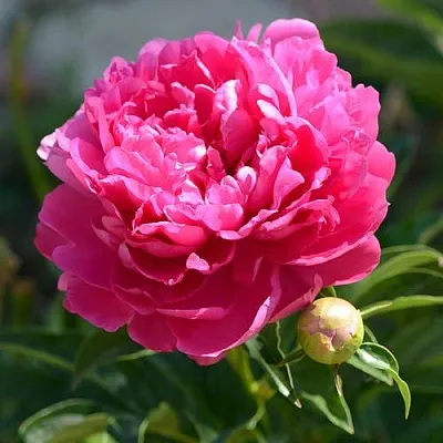 Пион БУШЕЛА травянистый  Пион БУШЕЛА травянистый в Волжском