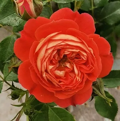 Саженцы роз СТАРЛЕТ РОУЗ КАРМЕН плетистая  Саженцы роз СТАРЛЕТ РОУЗ КАРМЕН плетистая в Волжском