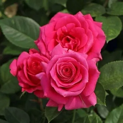 Саженцы роз ЛАВ ЛЕТТЕР флорибунда  Саженцы роз ЛАВ ЛЕТТЕР флорибунда в Волжском