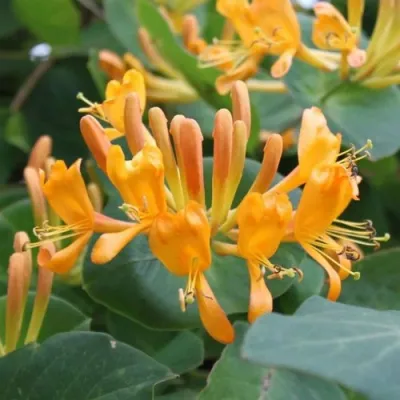 Жимолость ТЕЛЬМАНА в Волжском